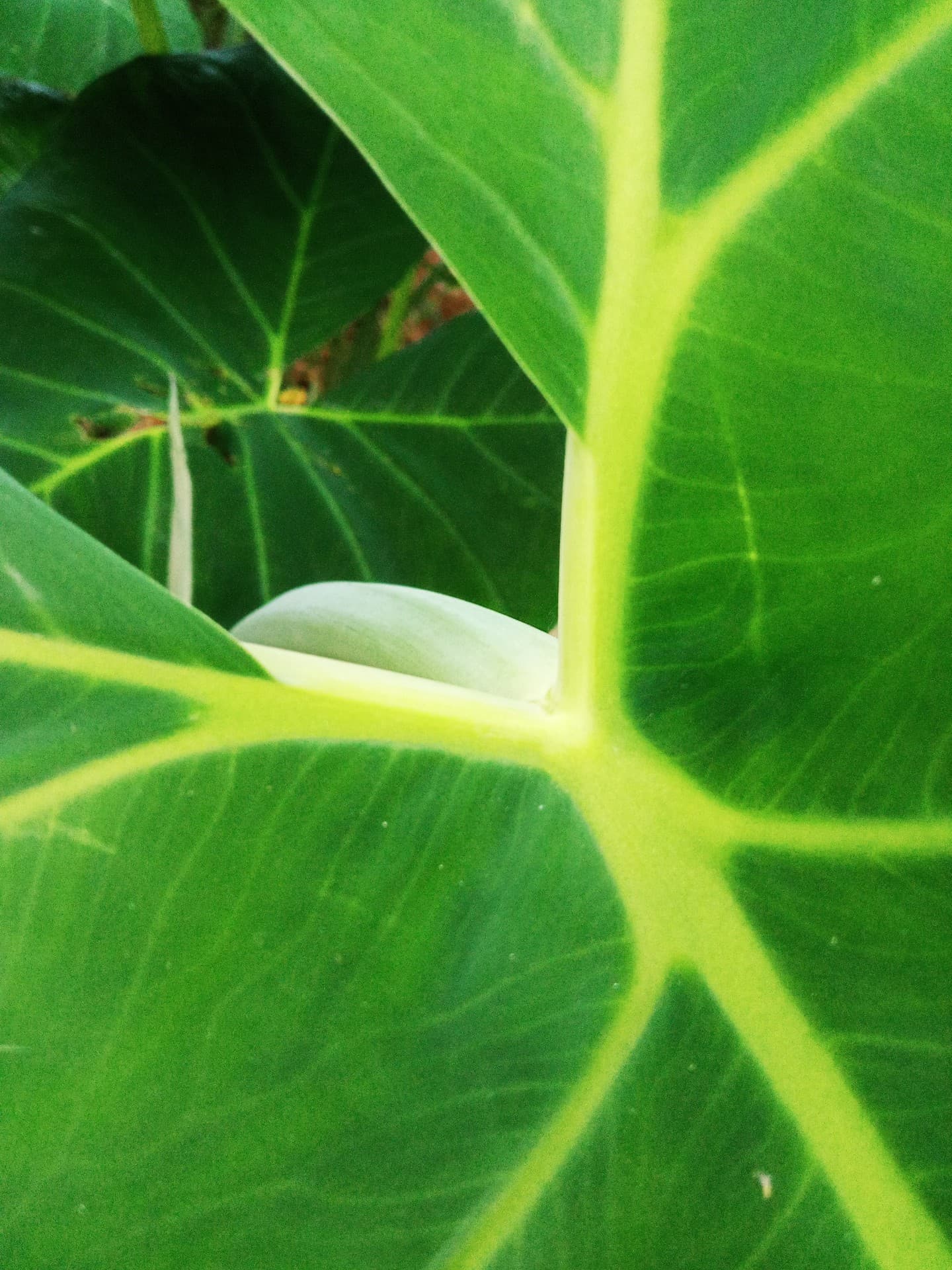 Greeny