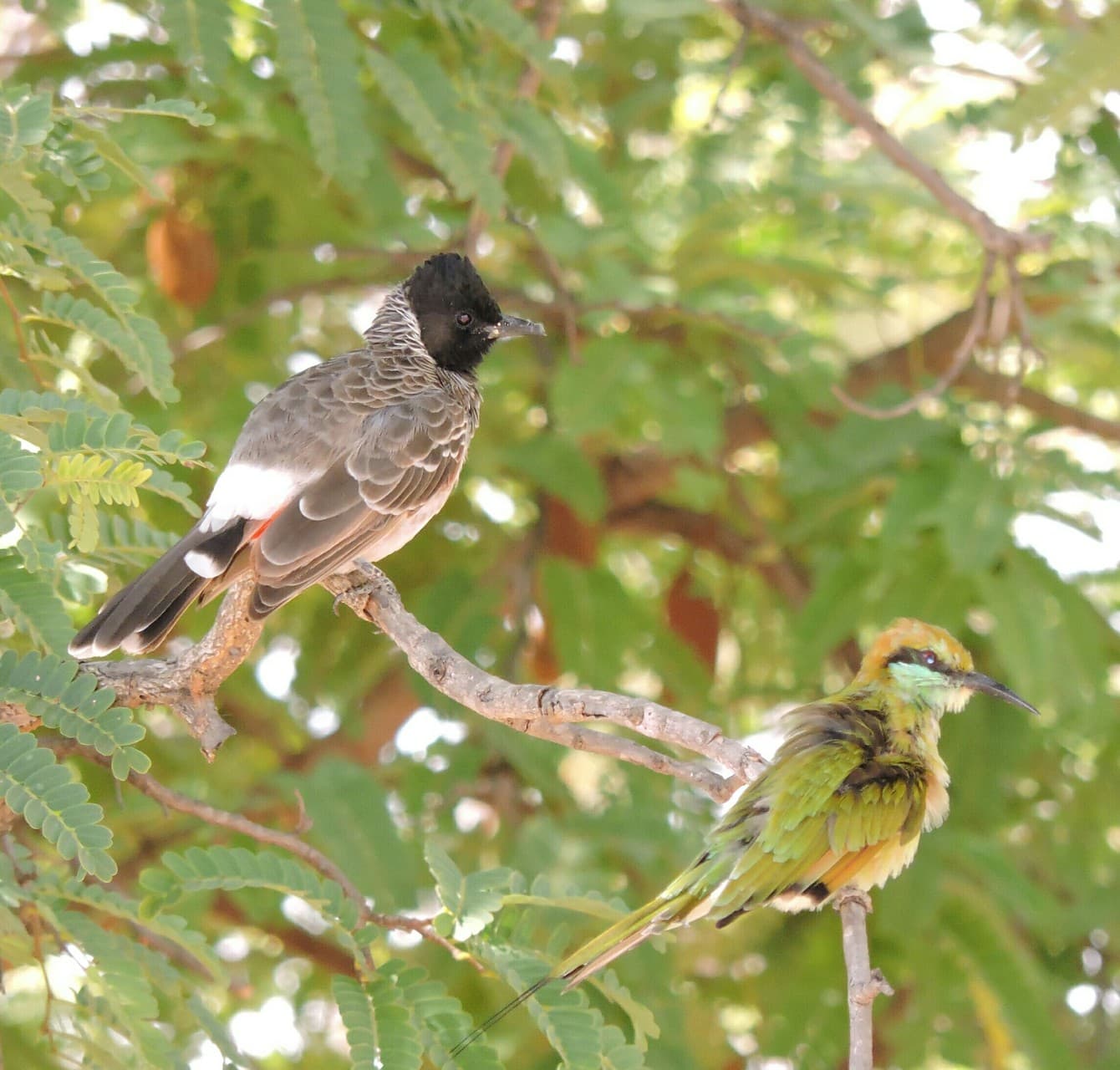 Blissful Birds