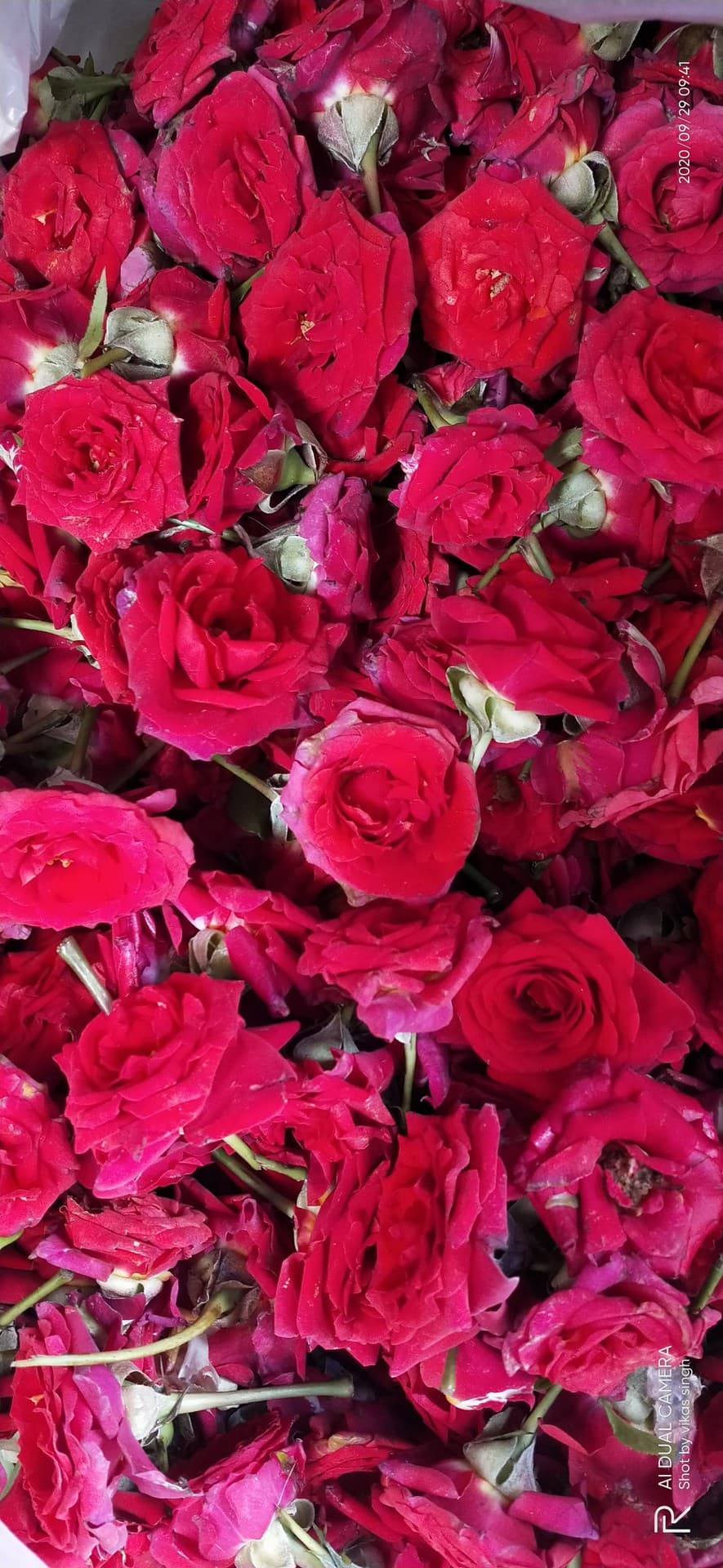 rose