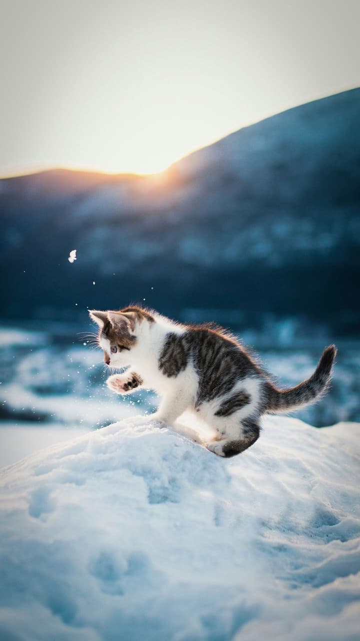 nieve y un gato
