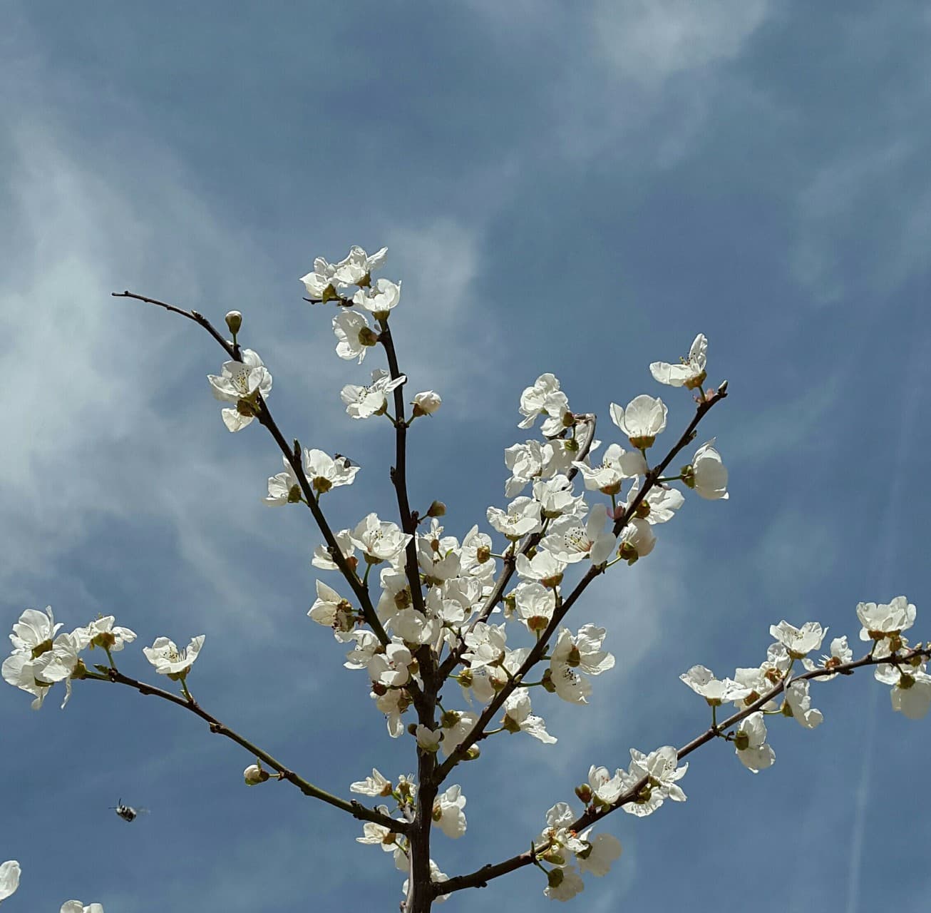 spring