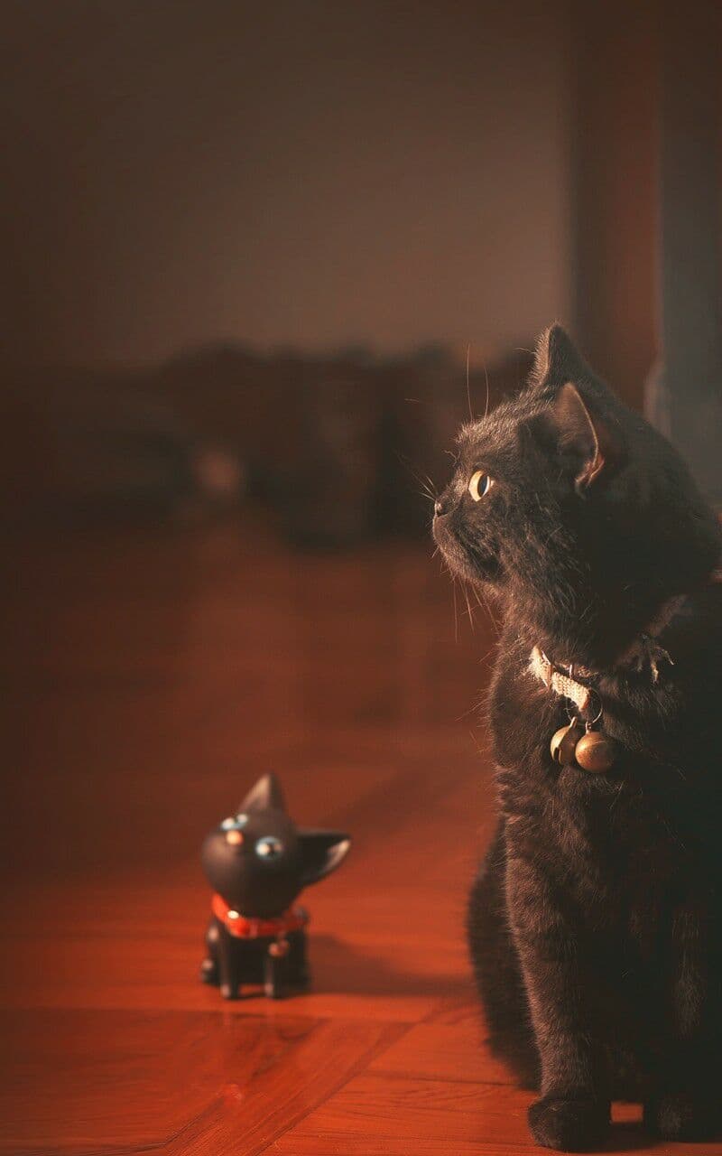 cat