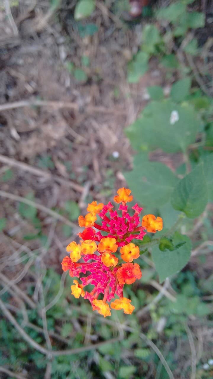 flower
