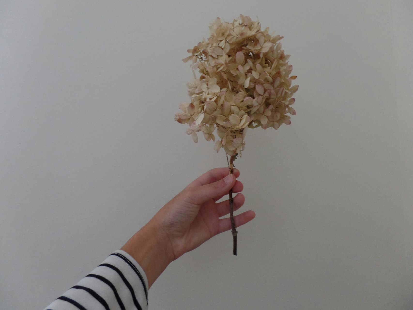 Dried Flower