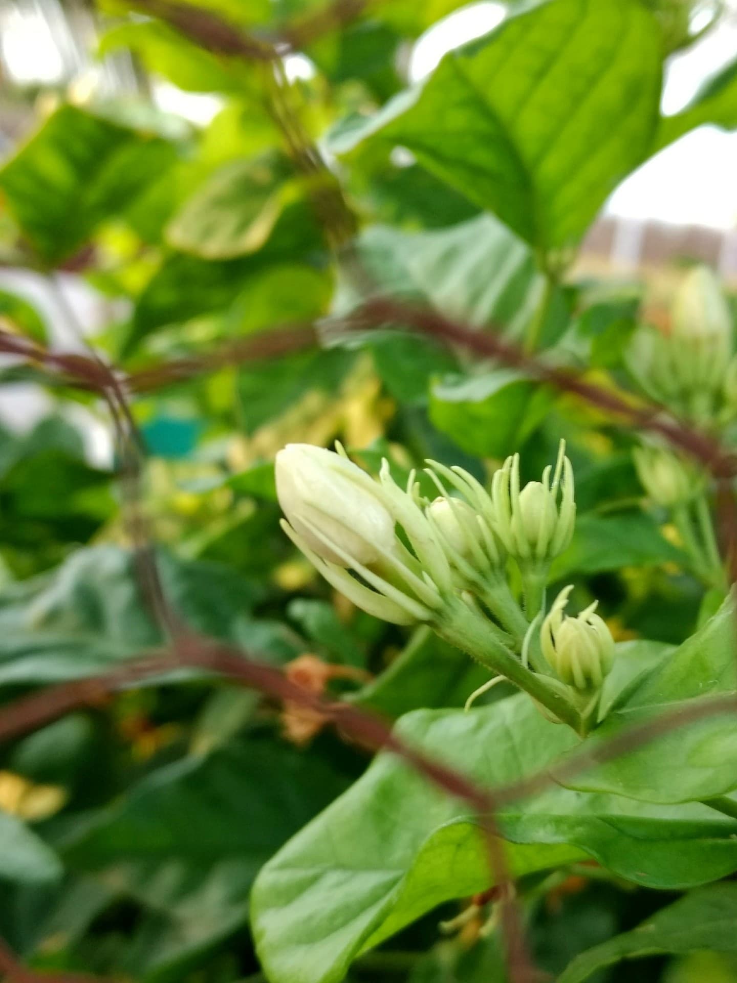jasmine flower