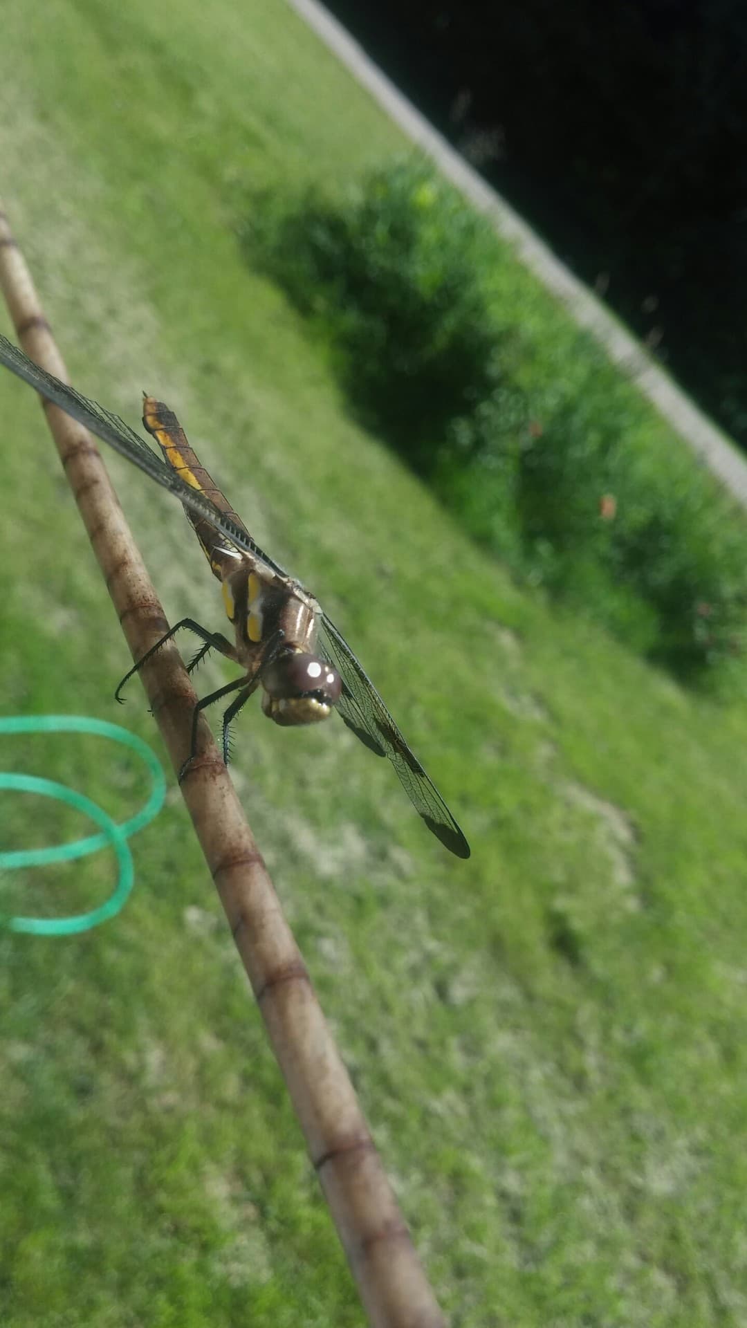 dragonfly