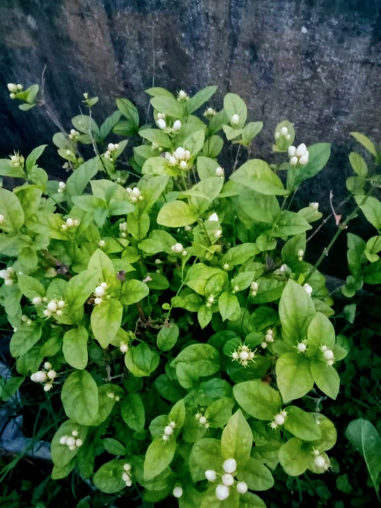 Jasmine
