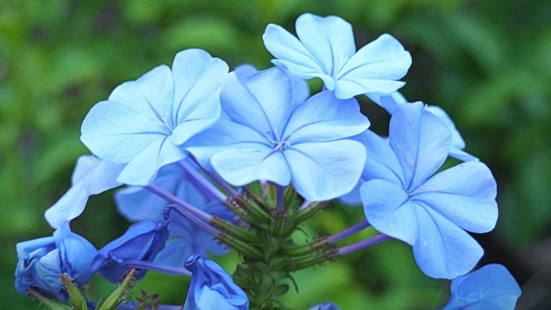 Shades of Blue...