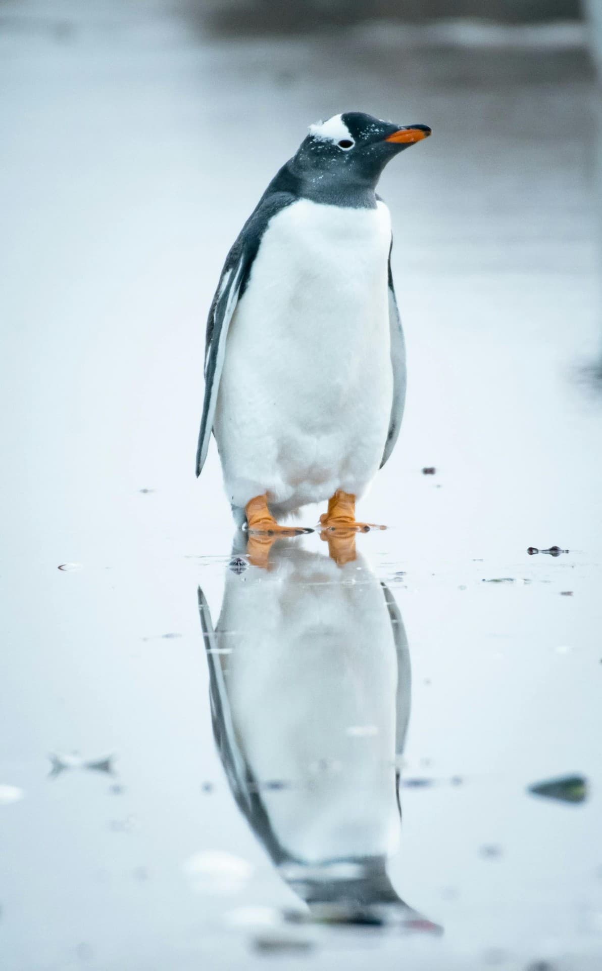 .