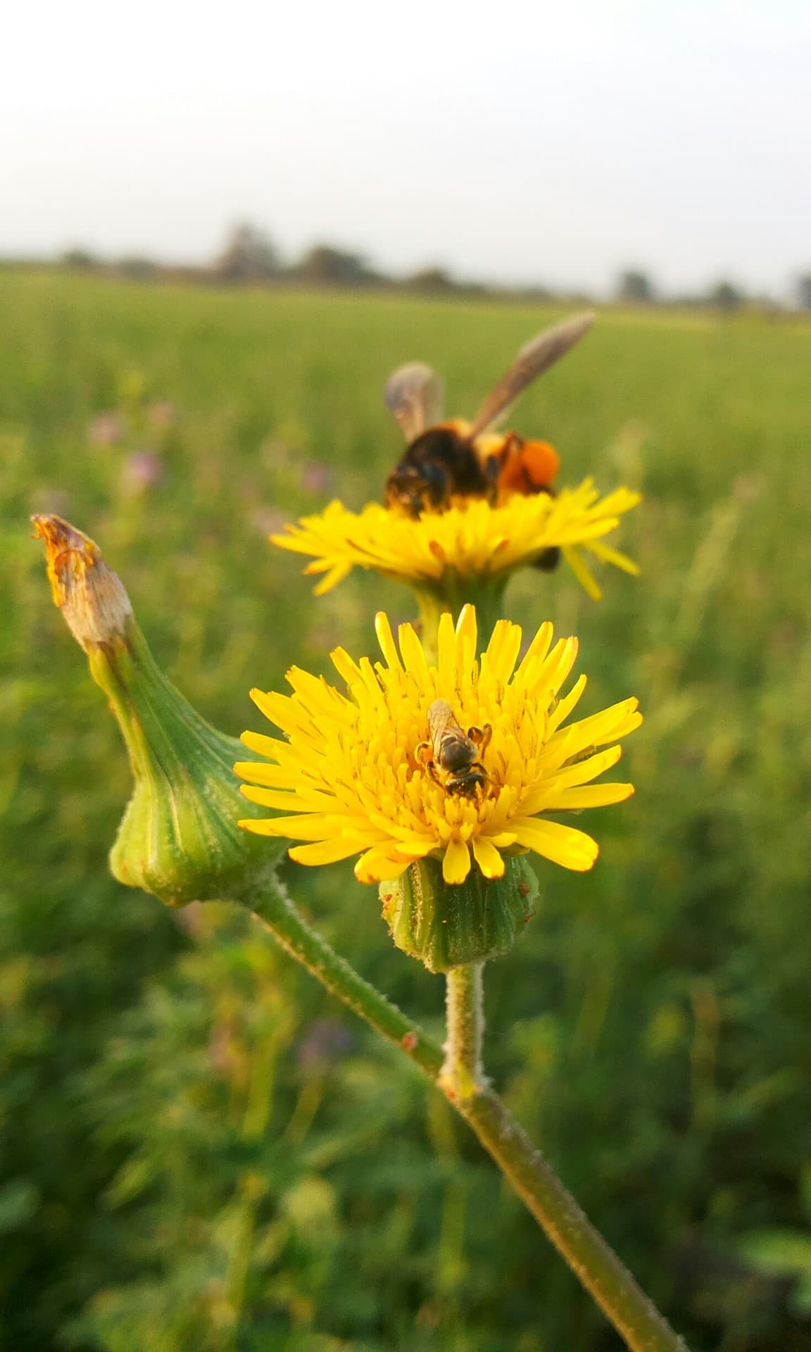 yellow flowers