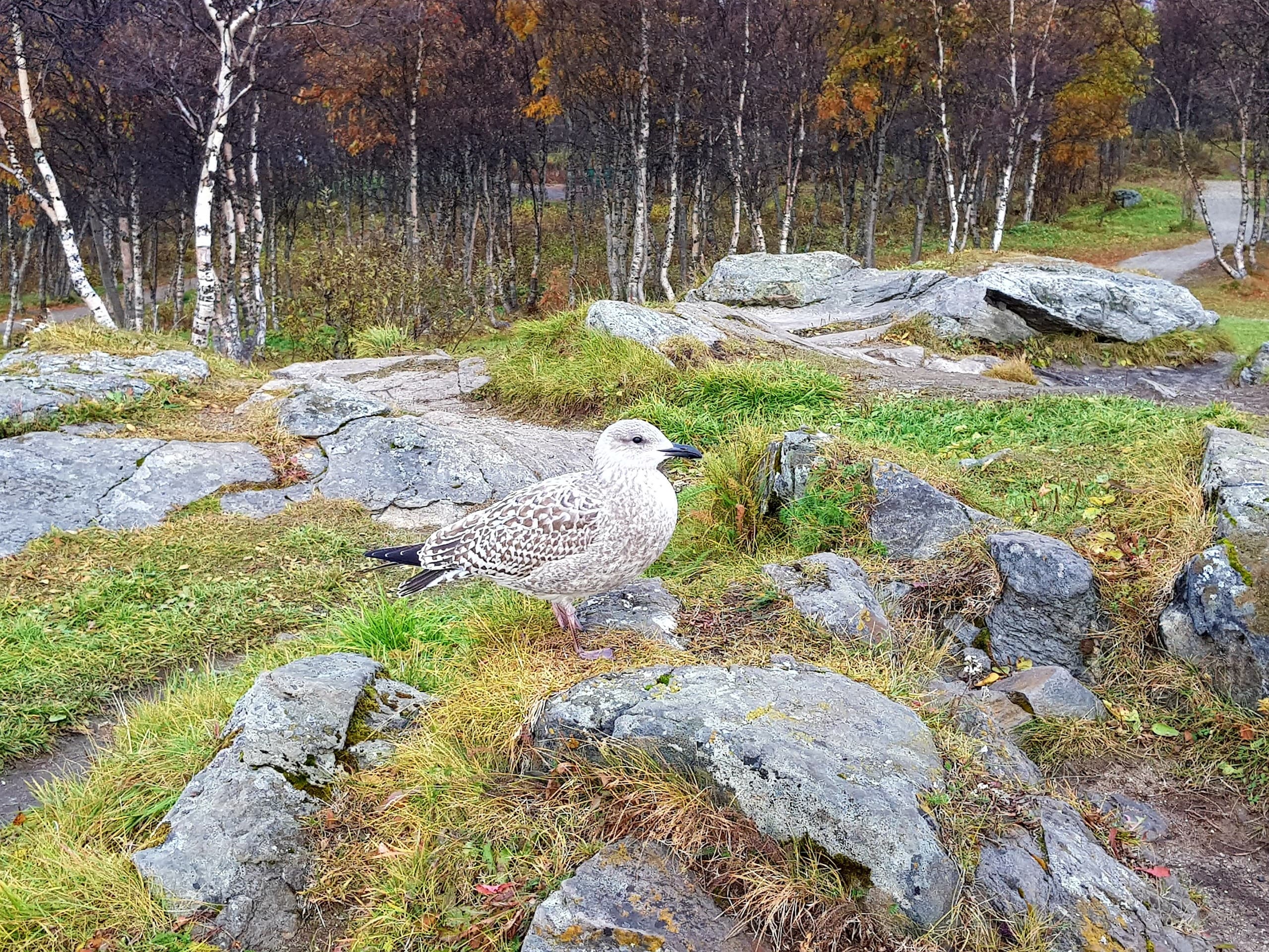 bird
