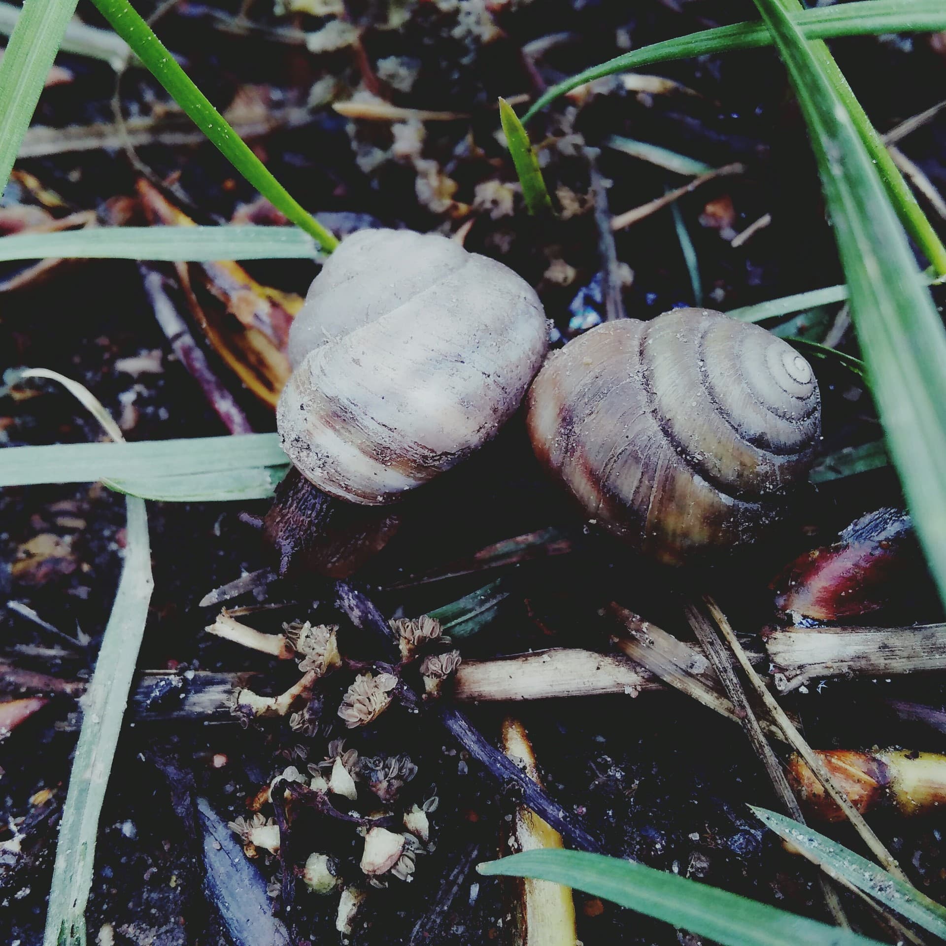 nature