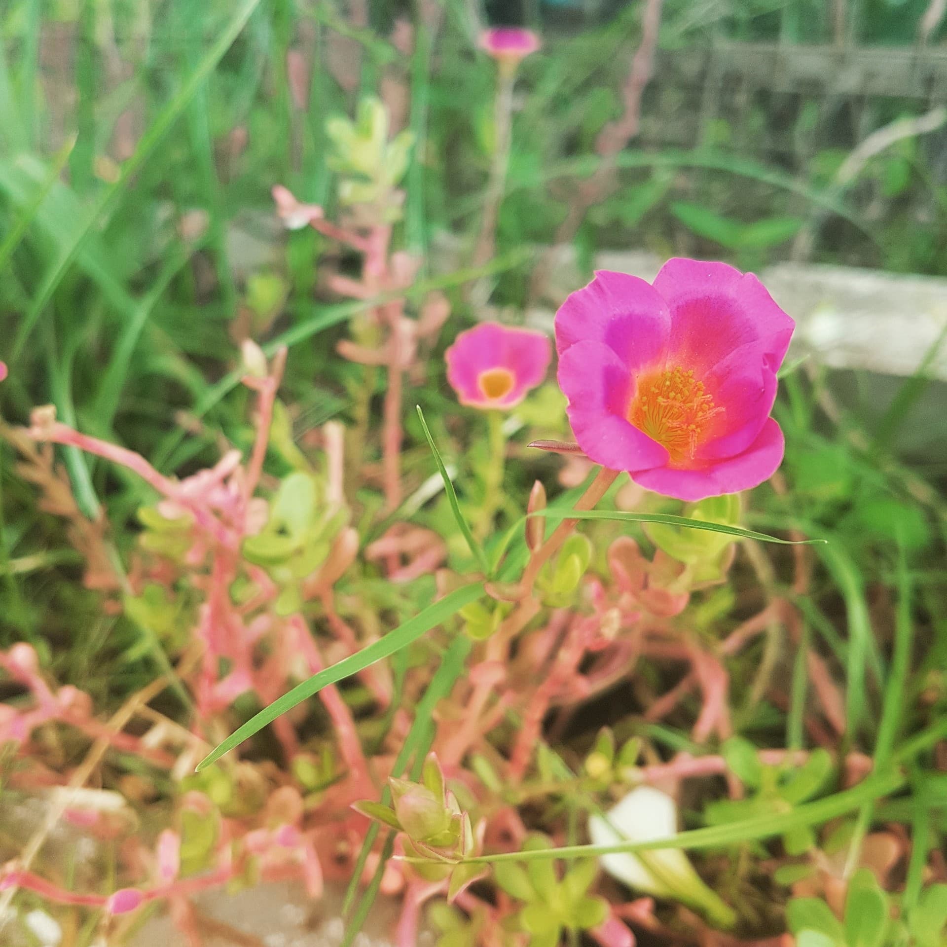 flower