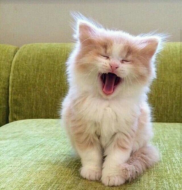 meaww