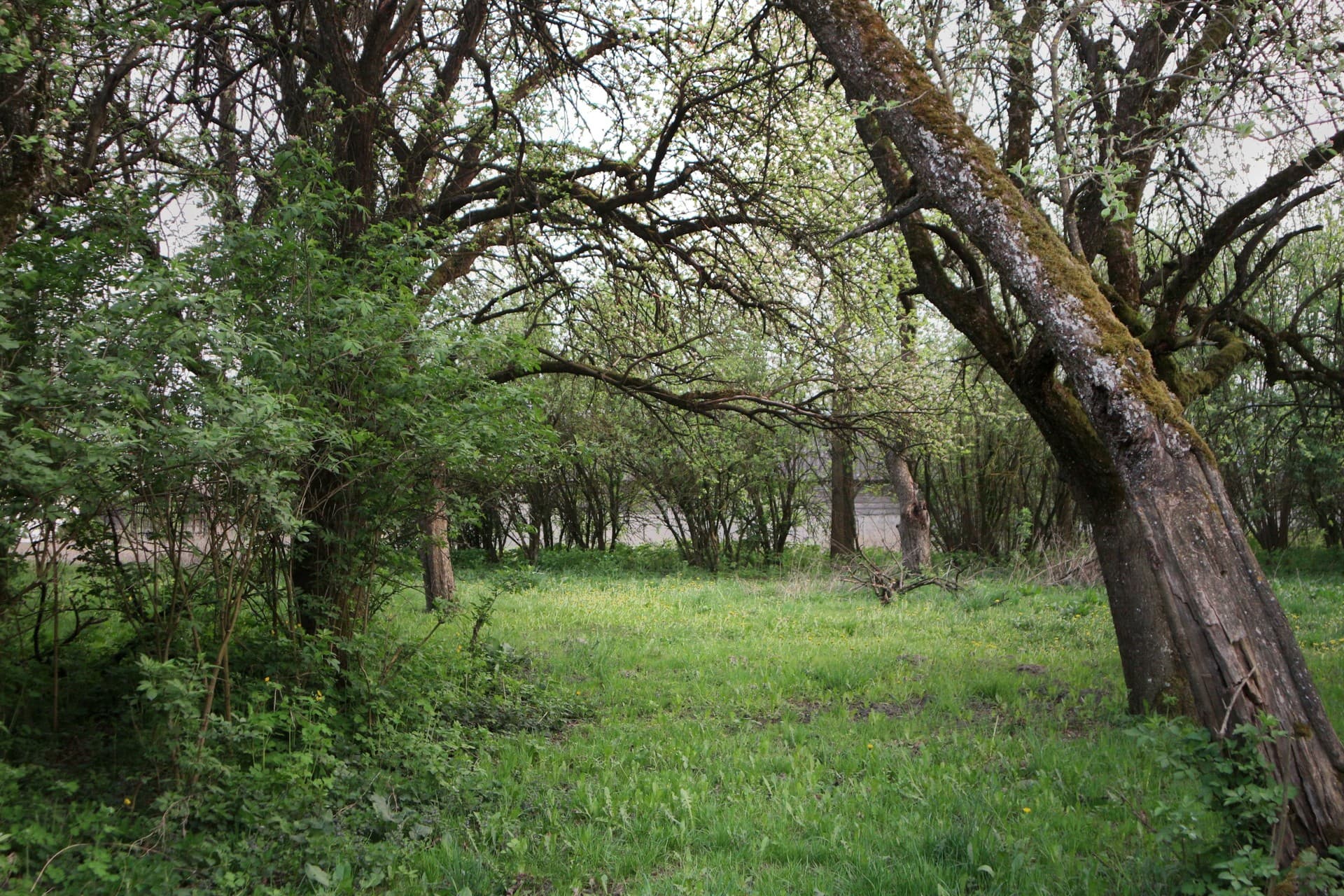 forest