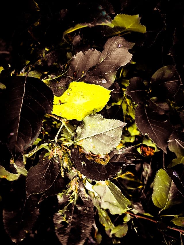yellow leaf