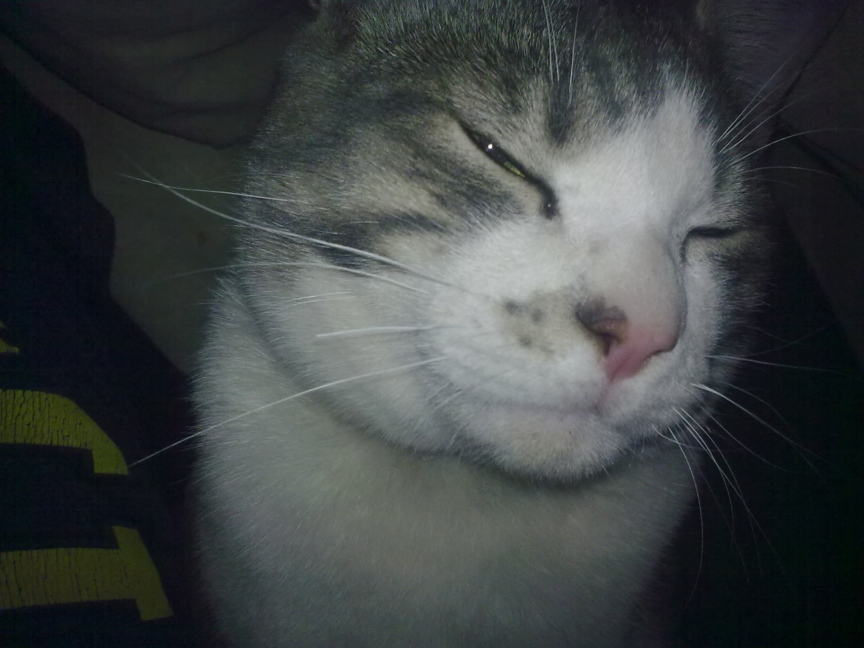 cat