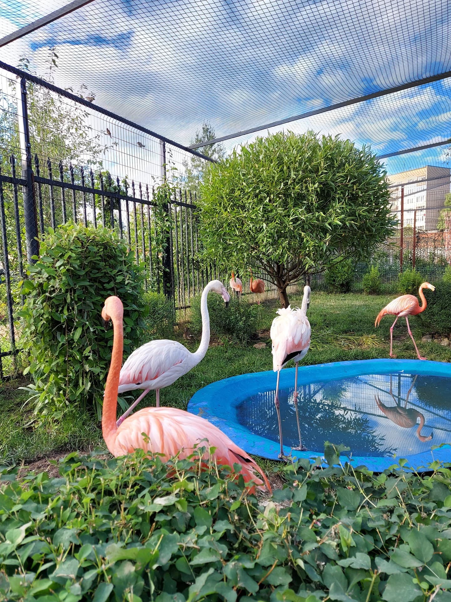 flamingo