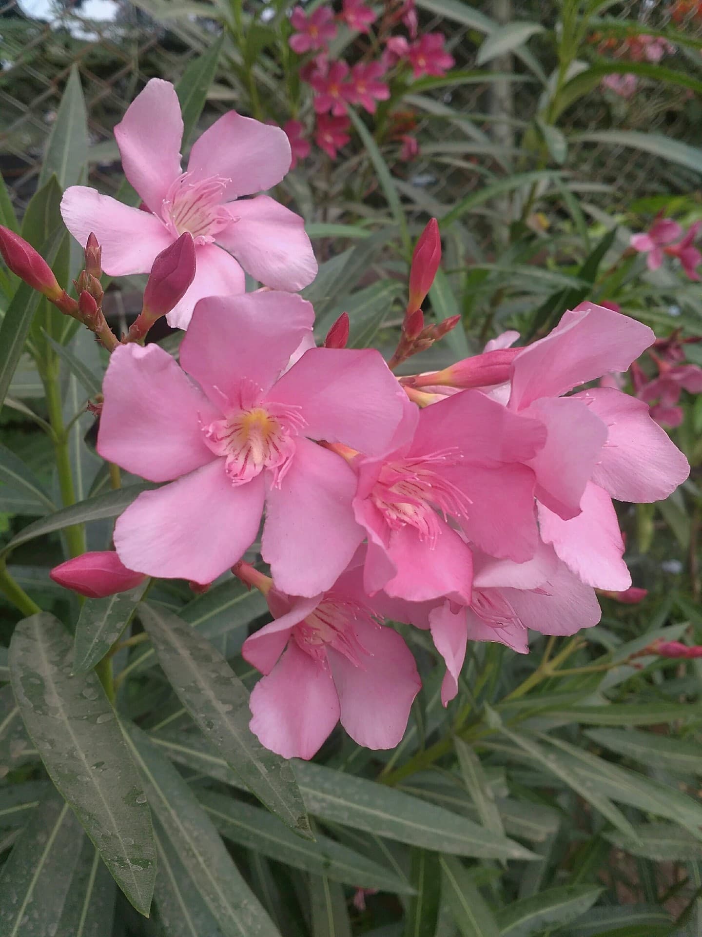 flowers