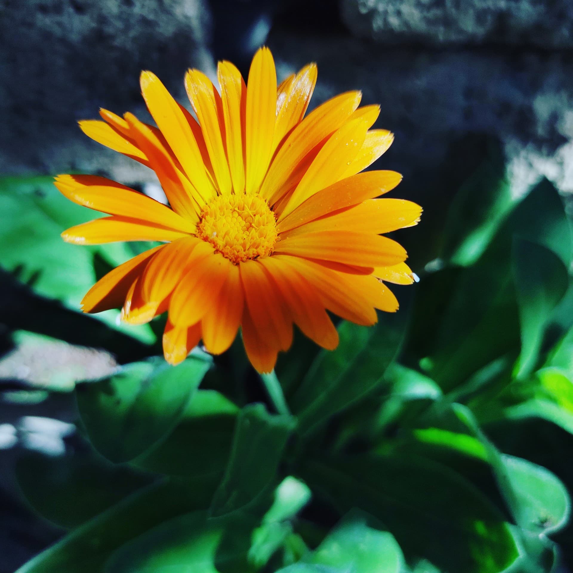 sun