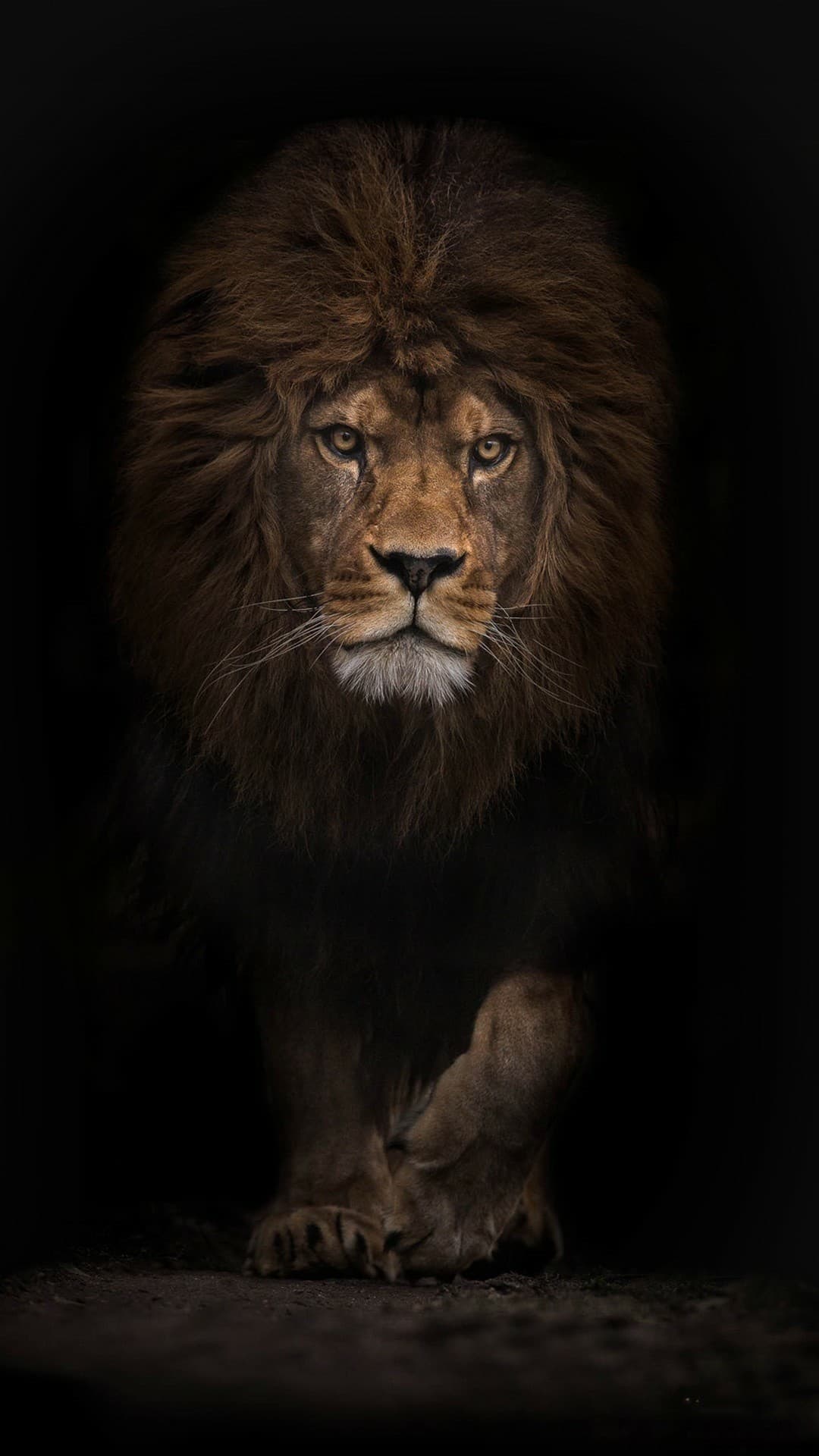 #lion