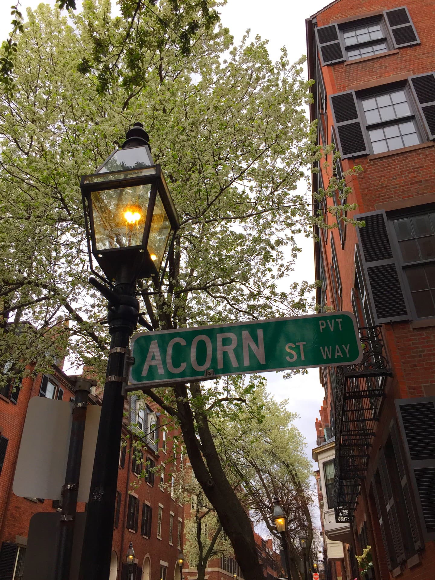 Acorns