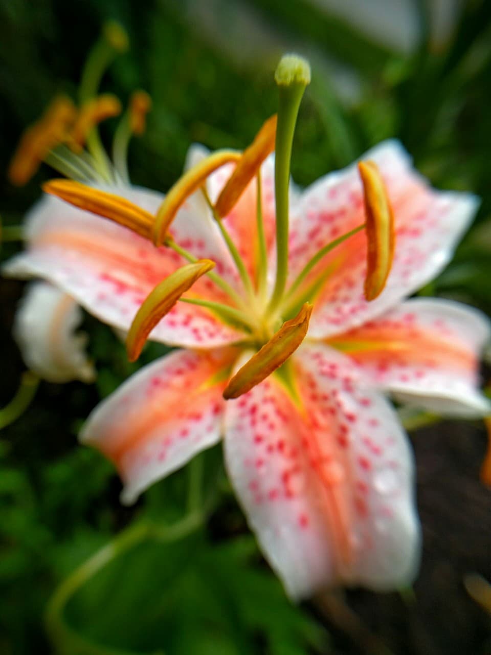 close up flower