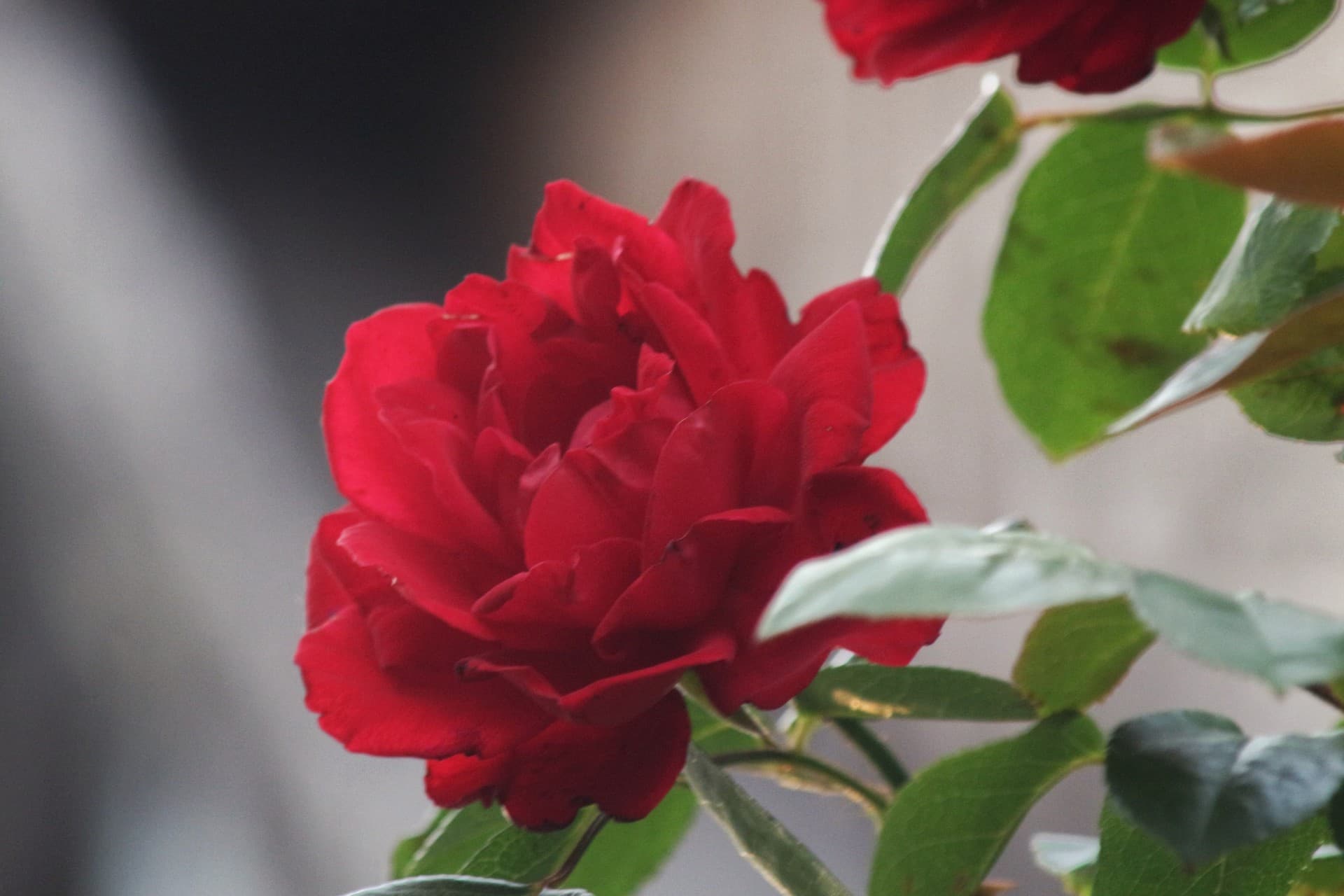Rose ?