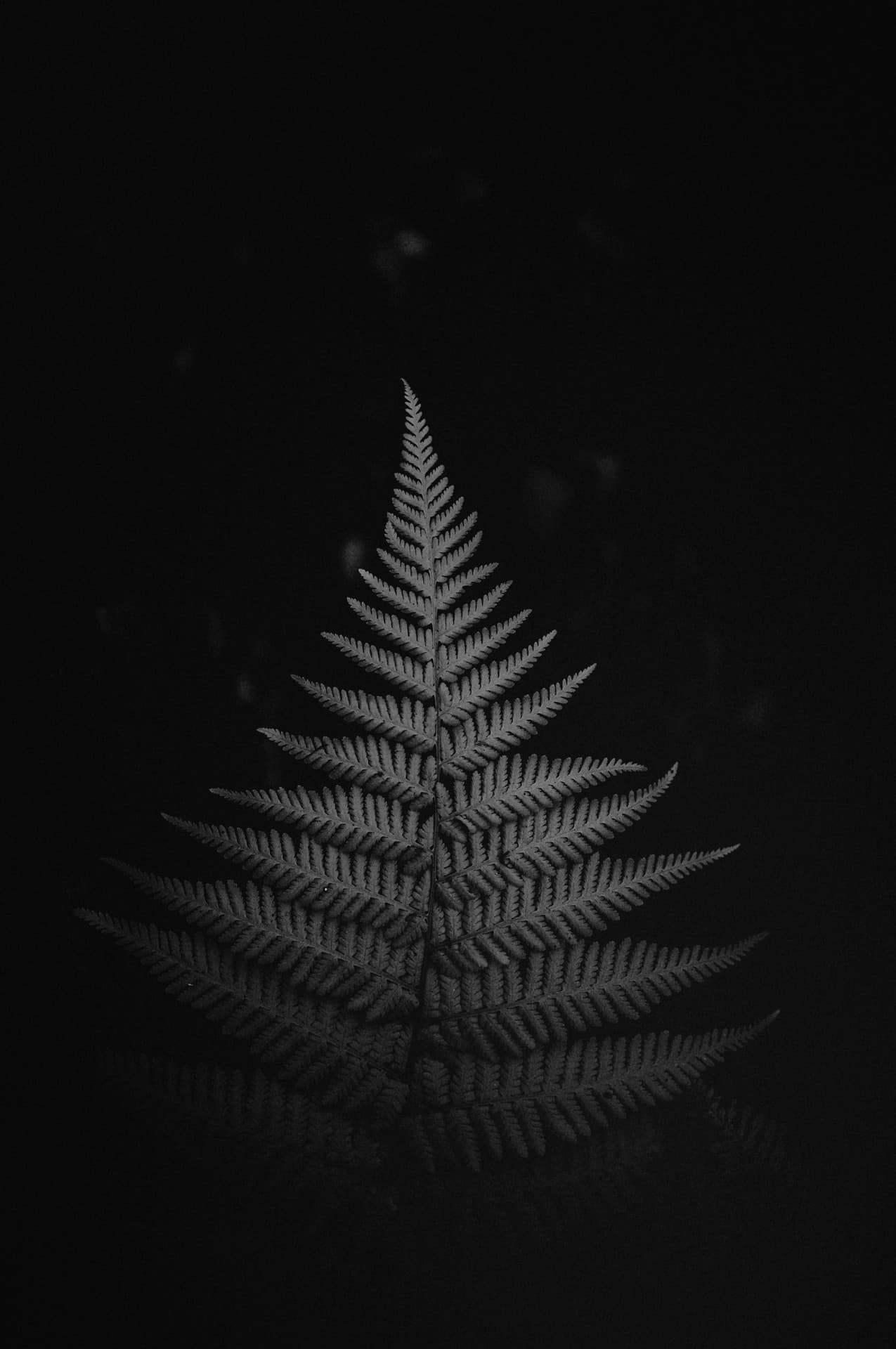 Leaf