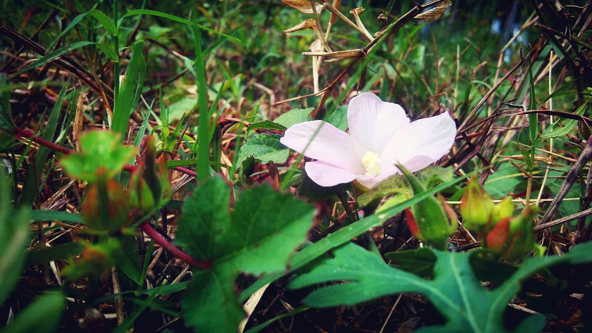 flower & grass