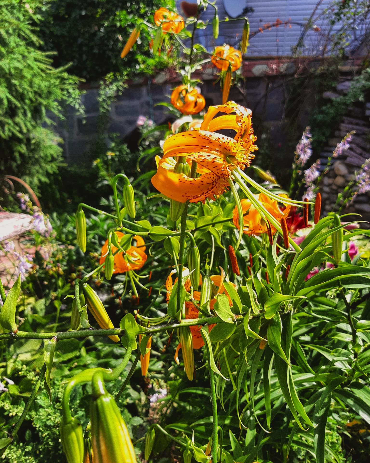 flowers