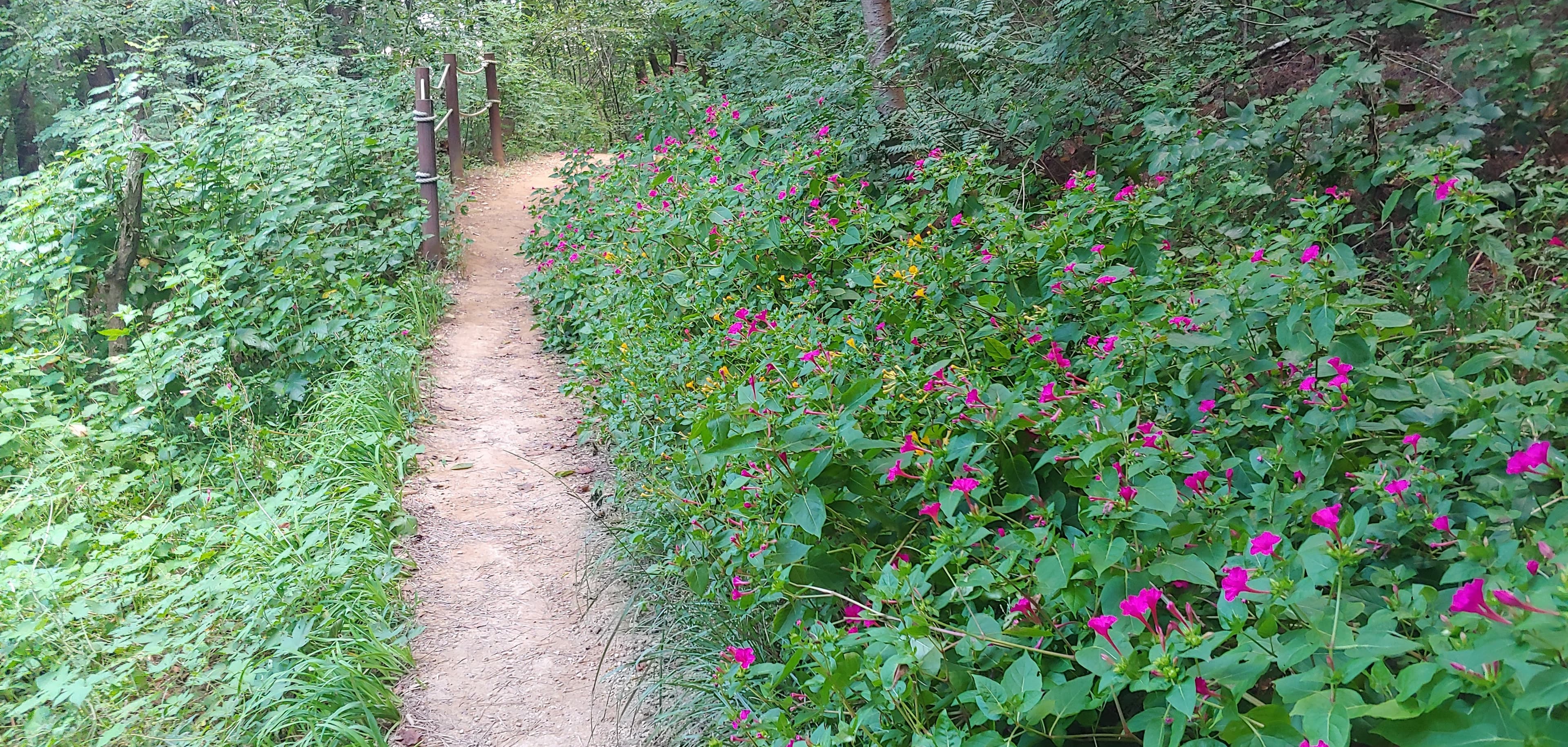 a trail