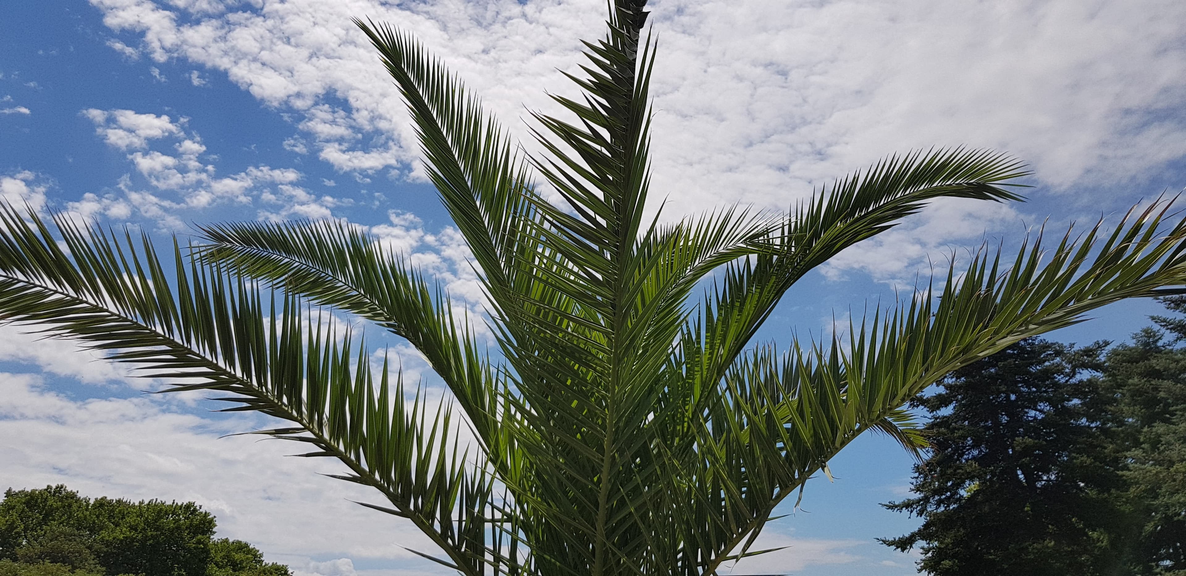 plant