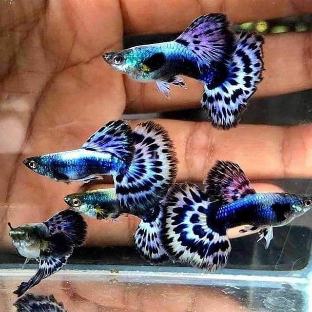 Guppies