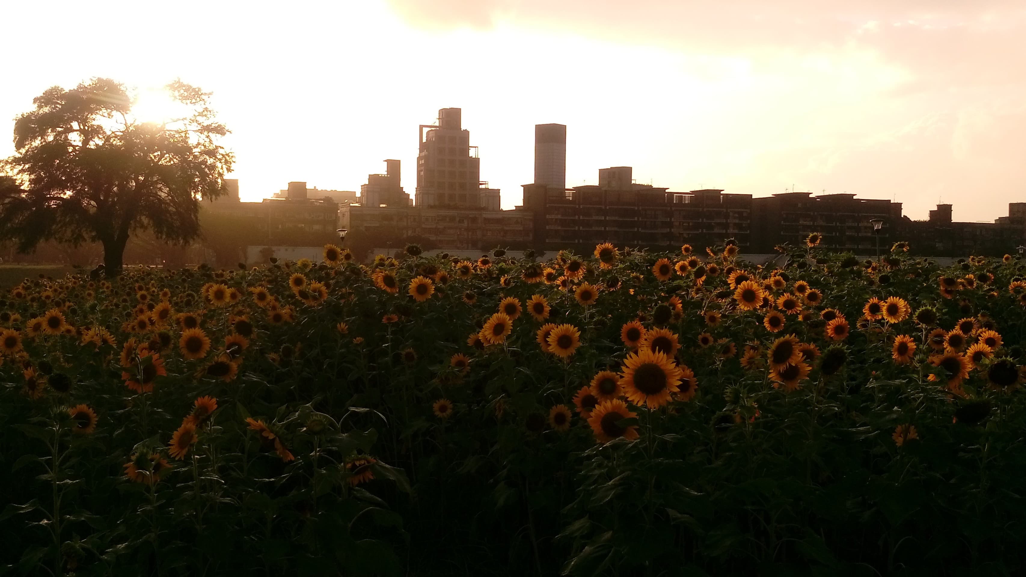 sun flowers of city