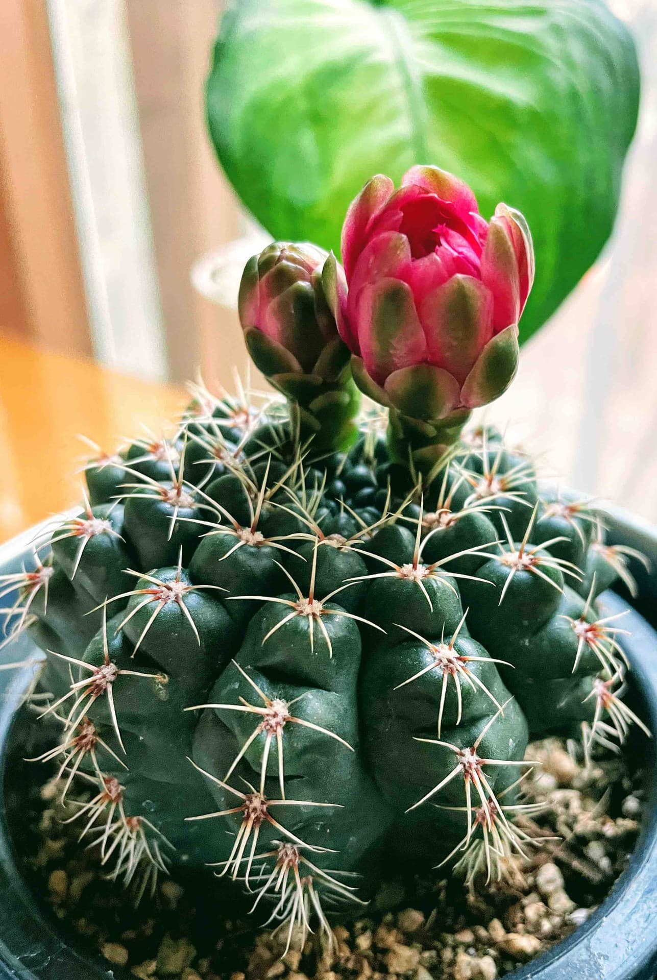 cactus flower