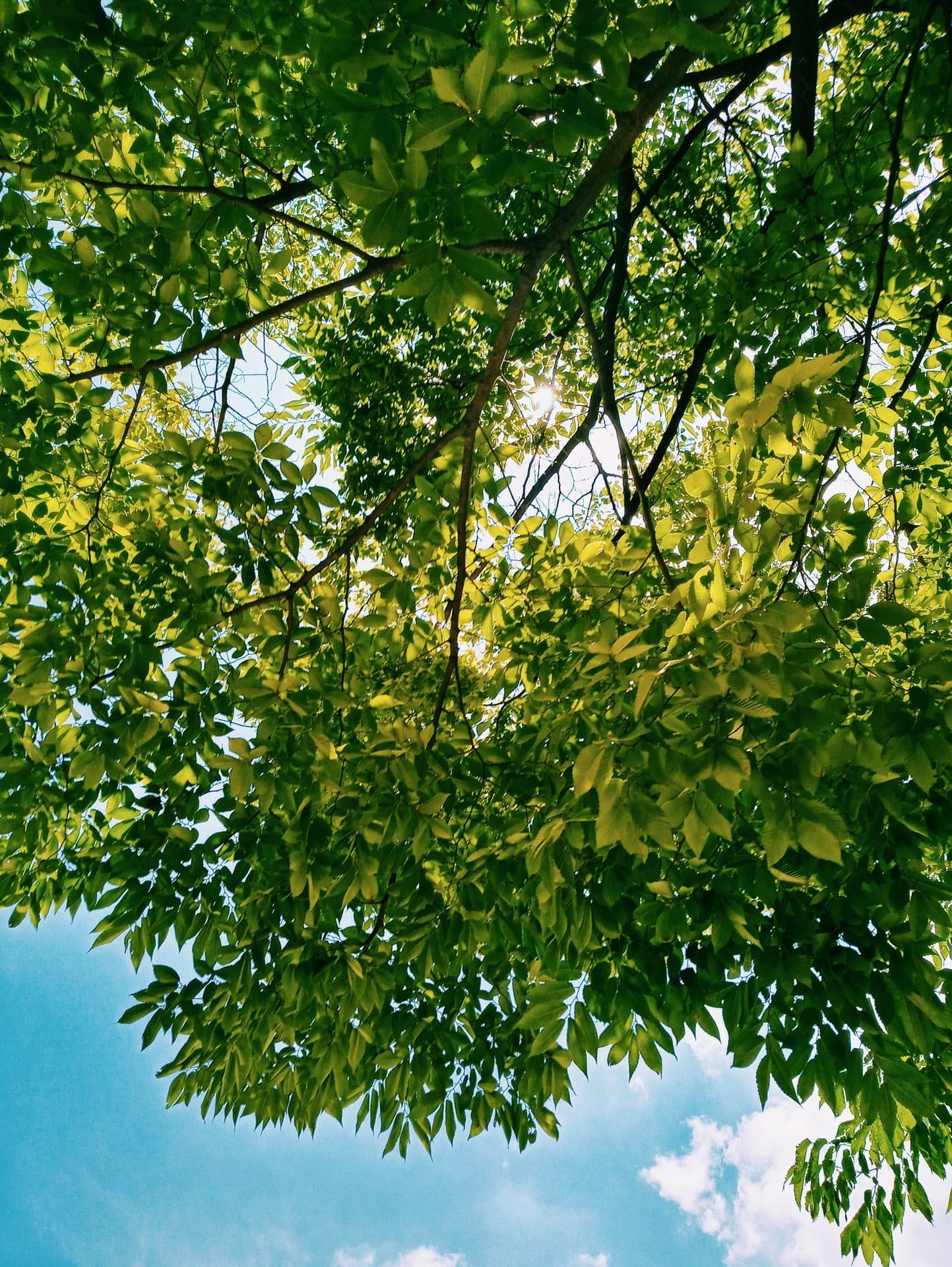 greenleaves