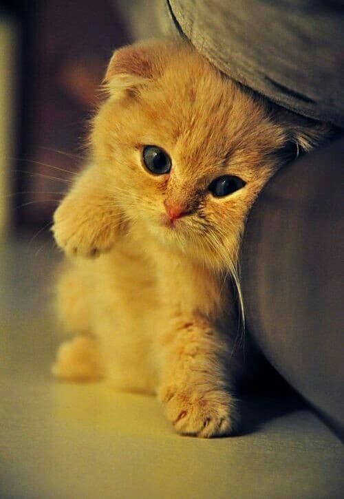 cute cat