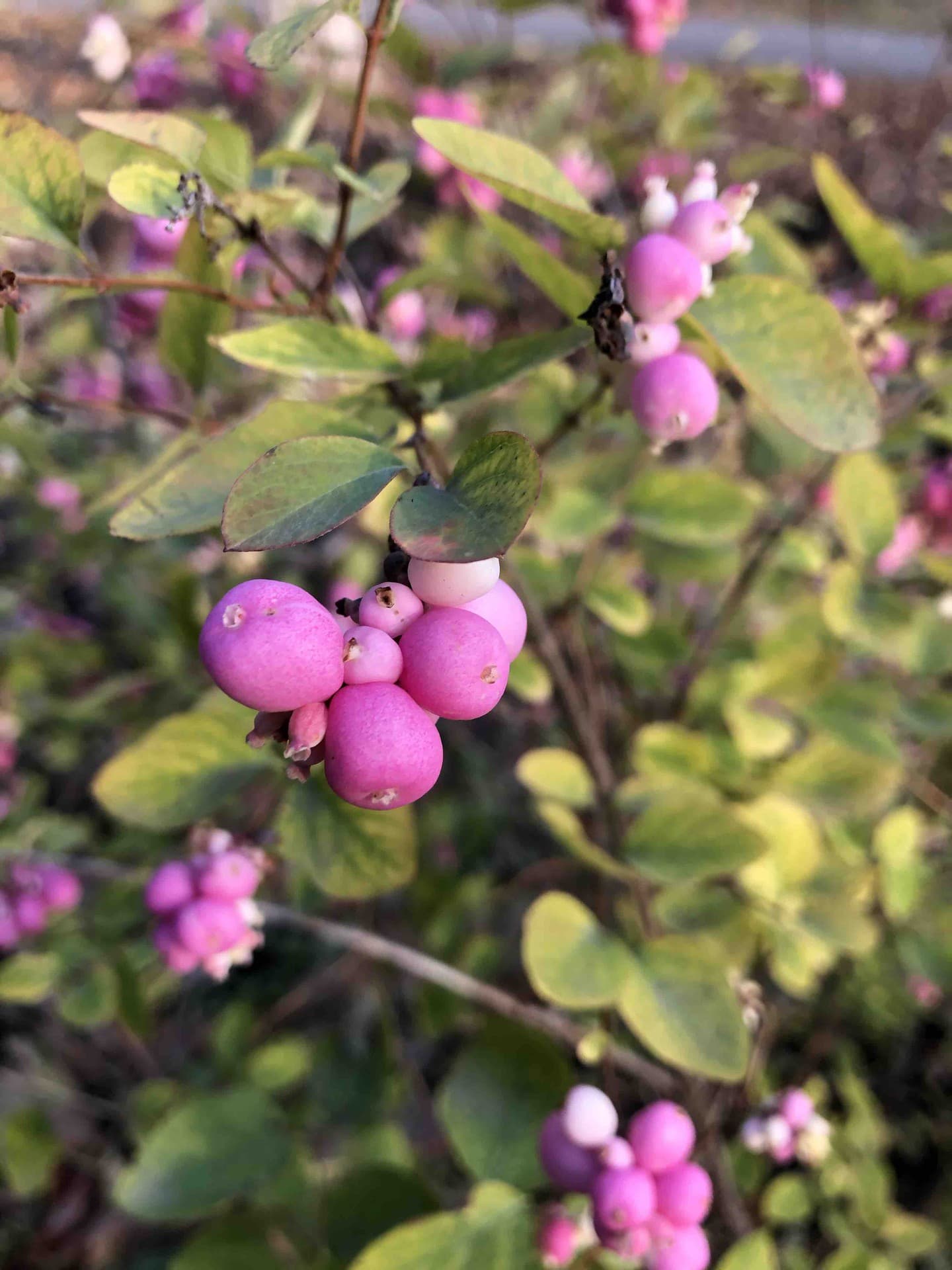 Pink plant