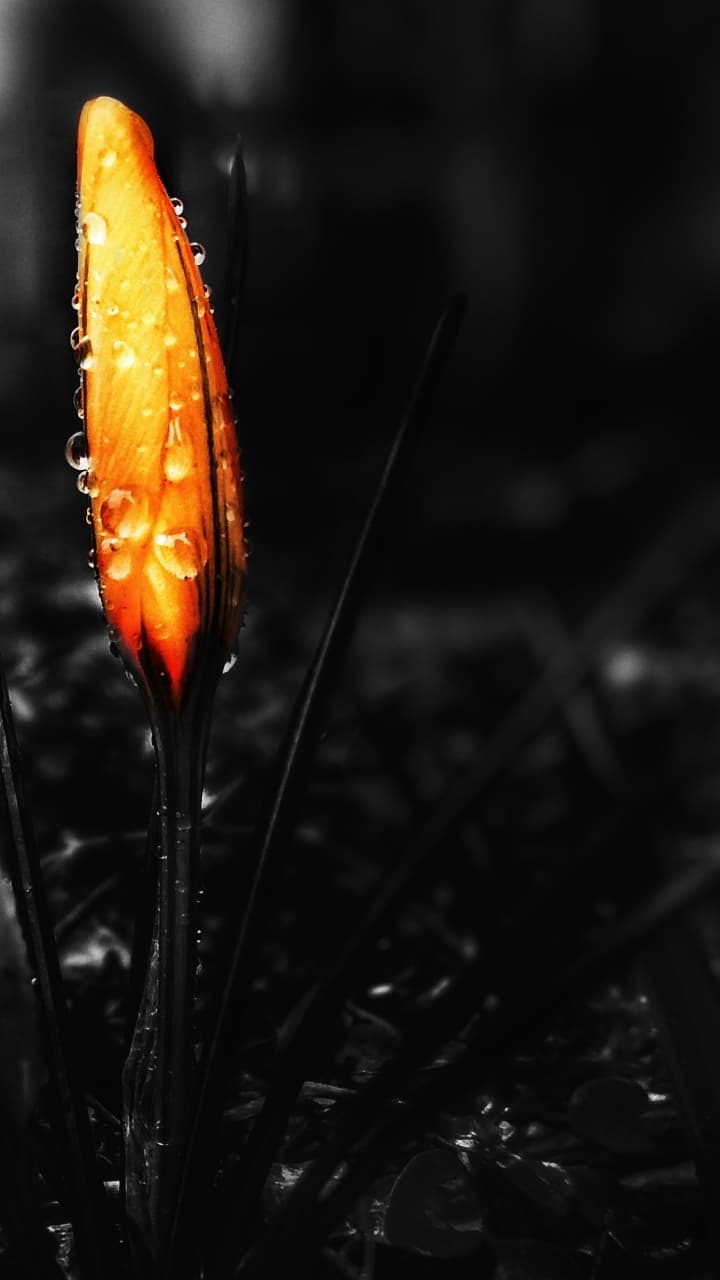 Drops