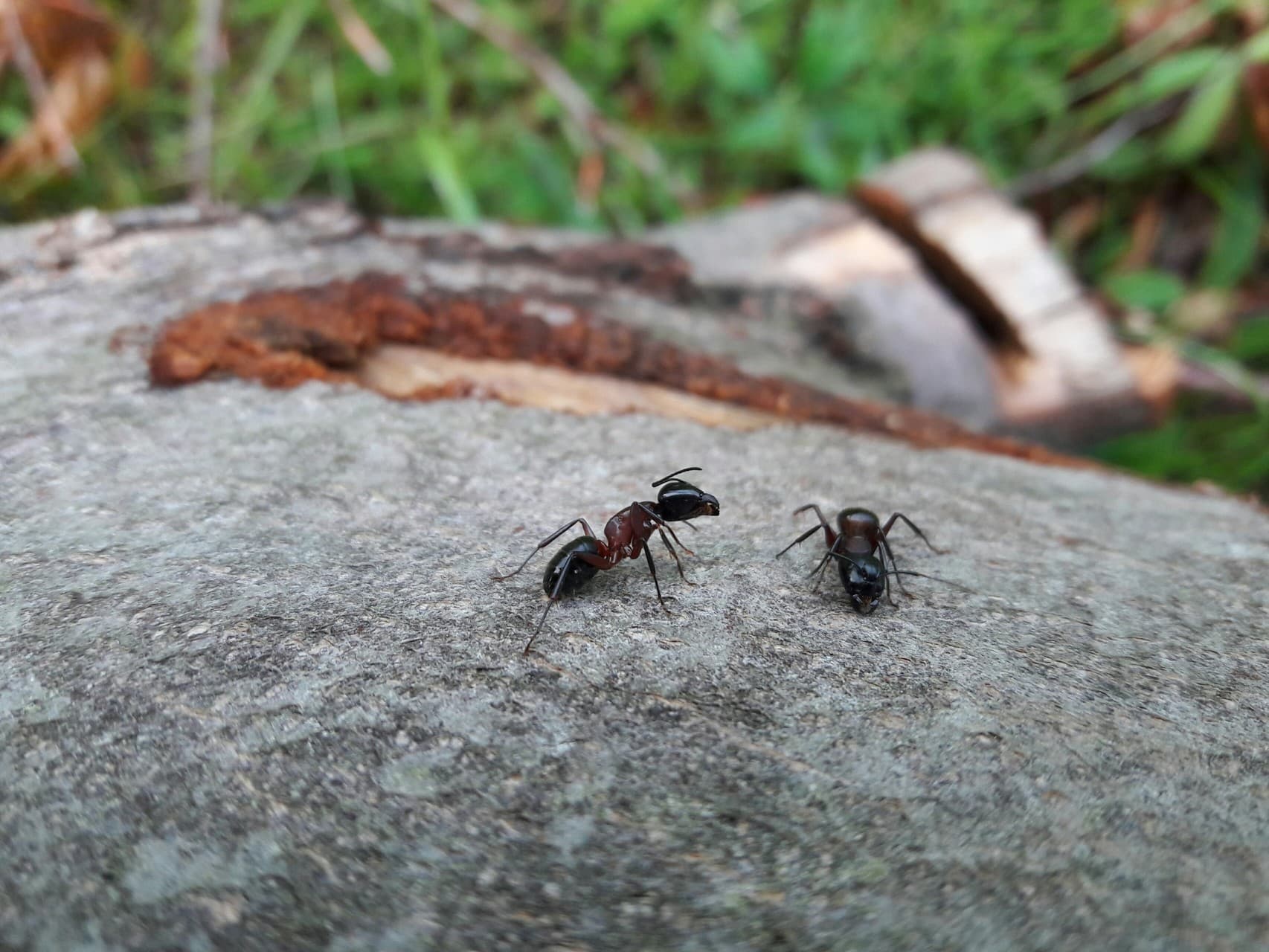 Ants