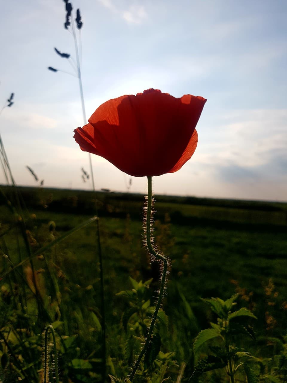 Poppy