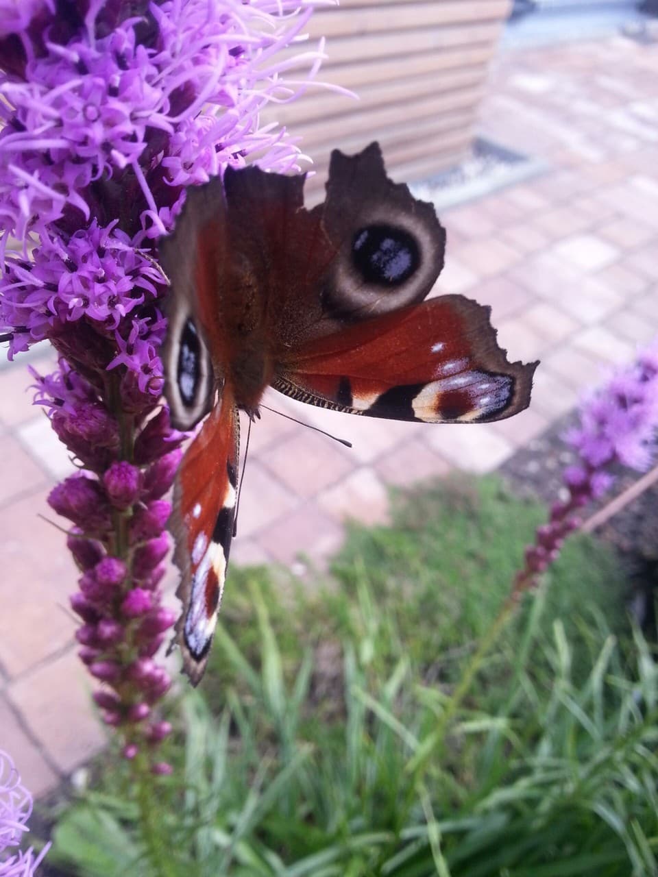 butterfly #3