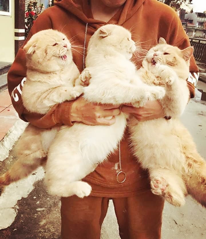 CAT_sama