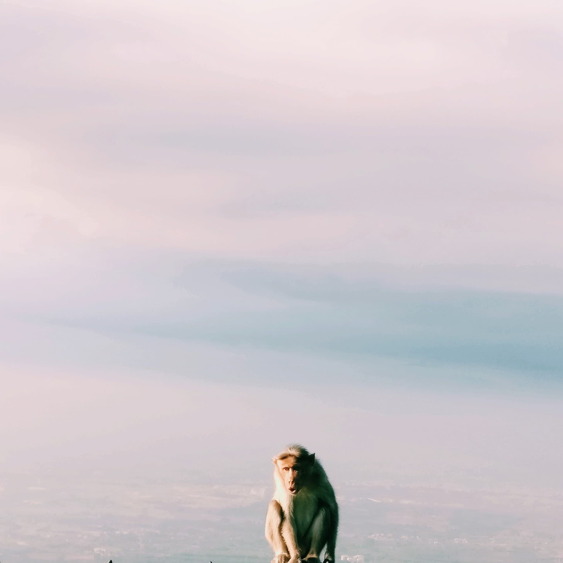 monkey