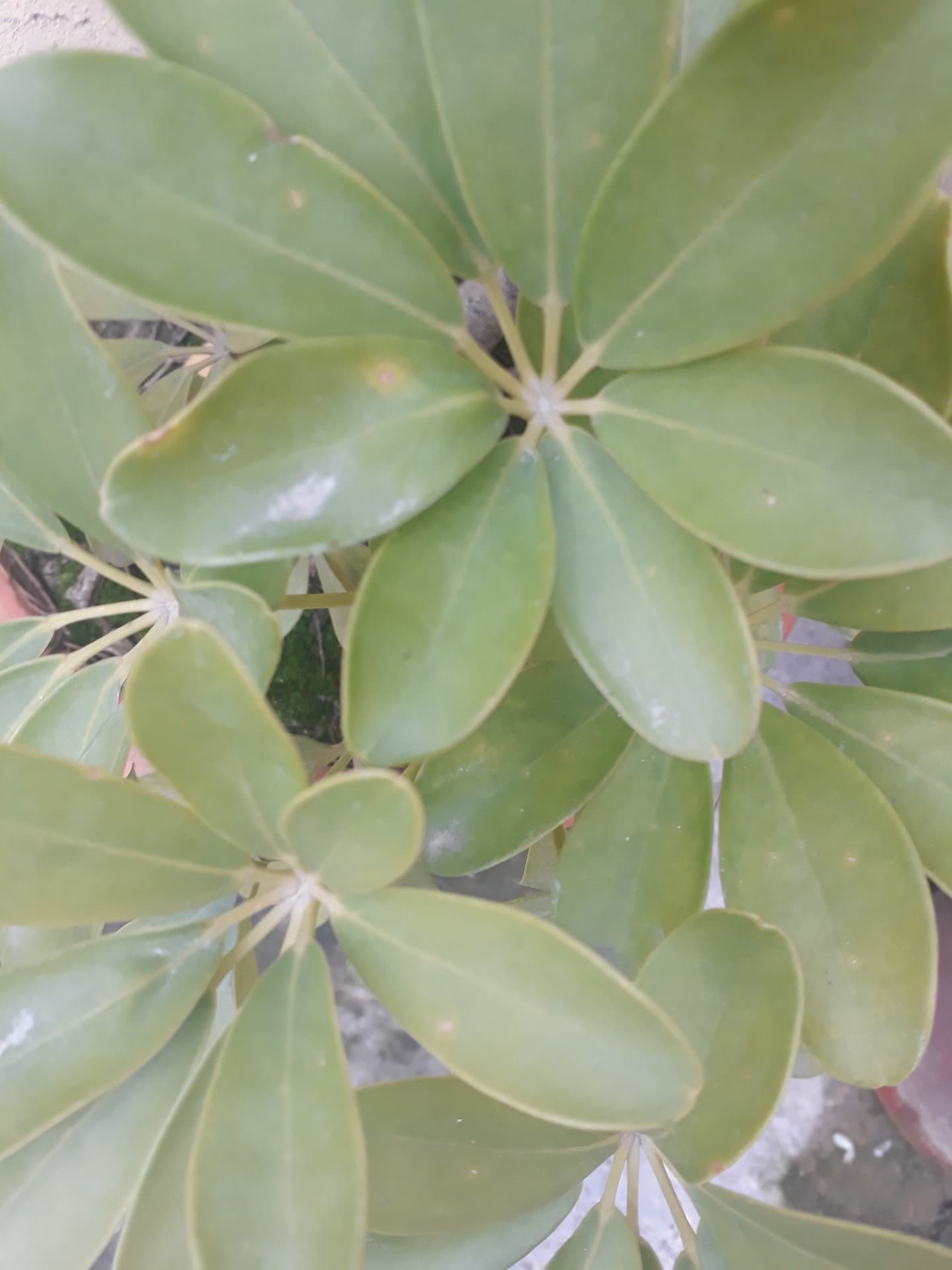 plant