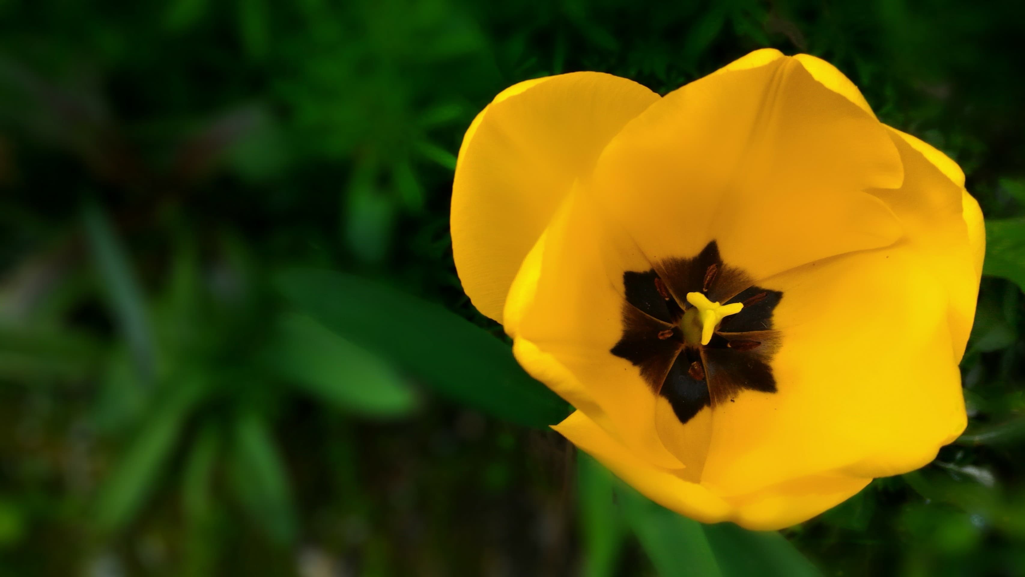 Yellow tulip