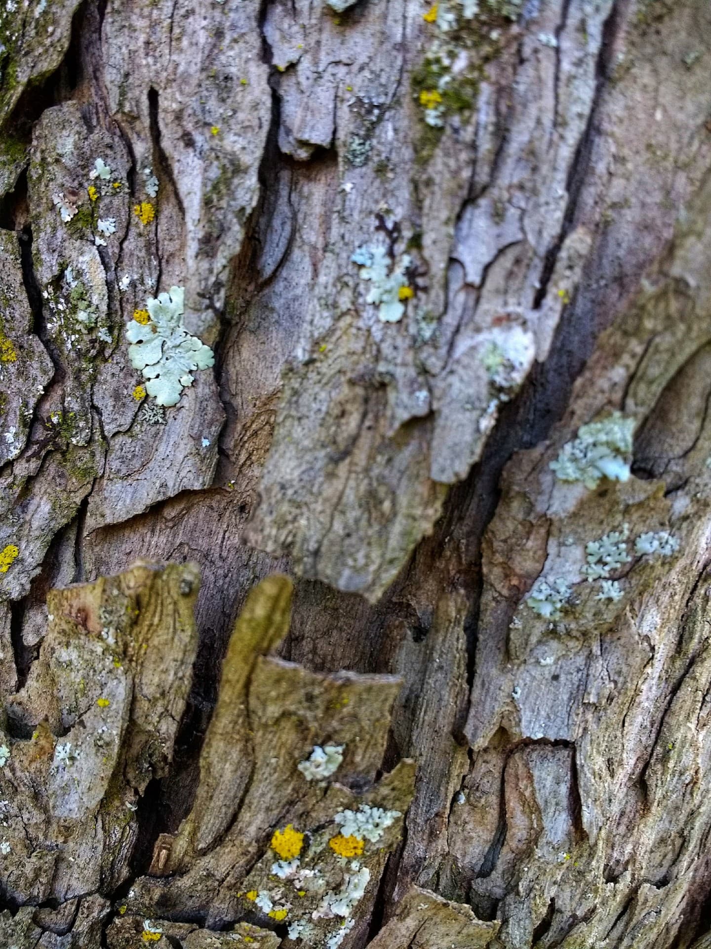 Jabuticabeira