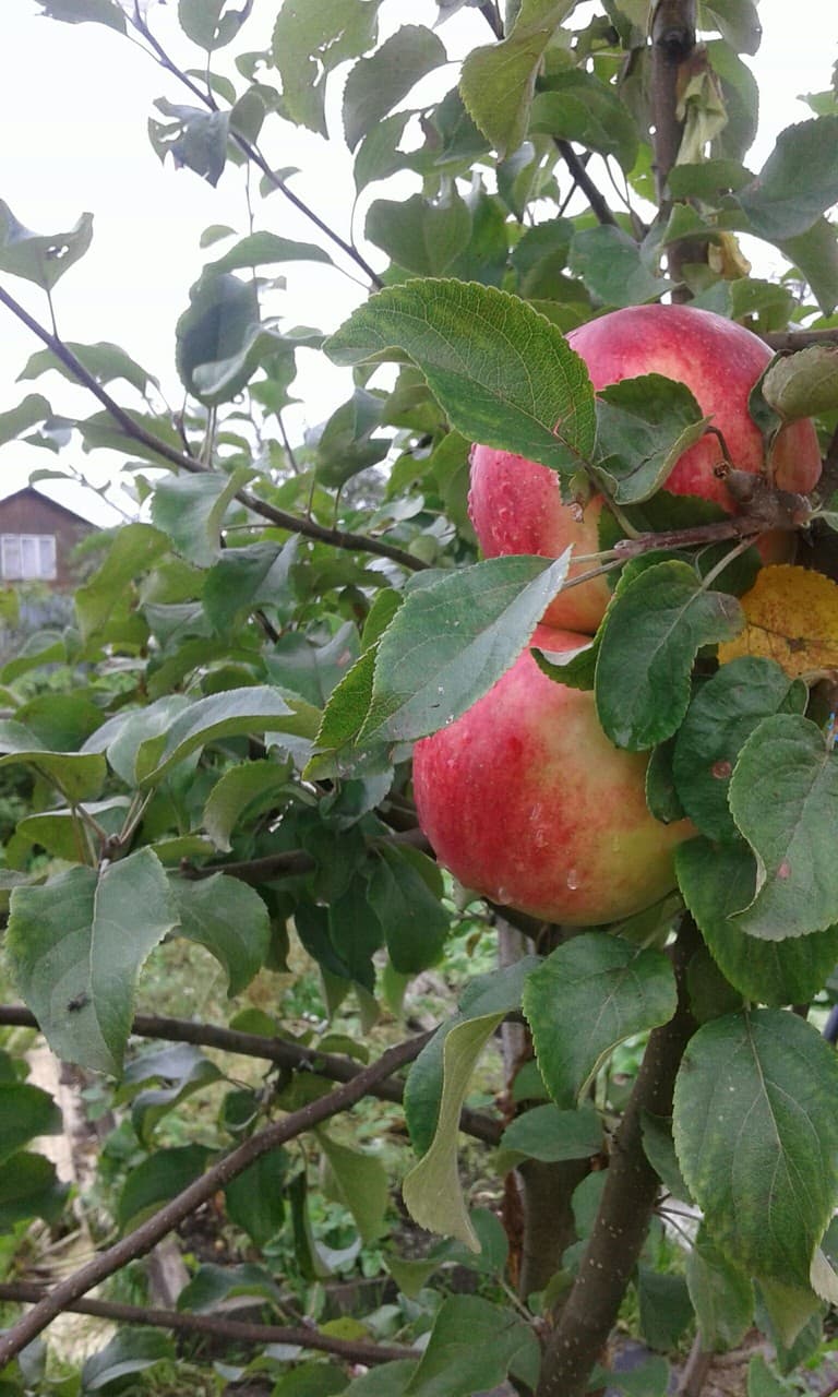 apple