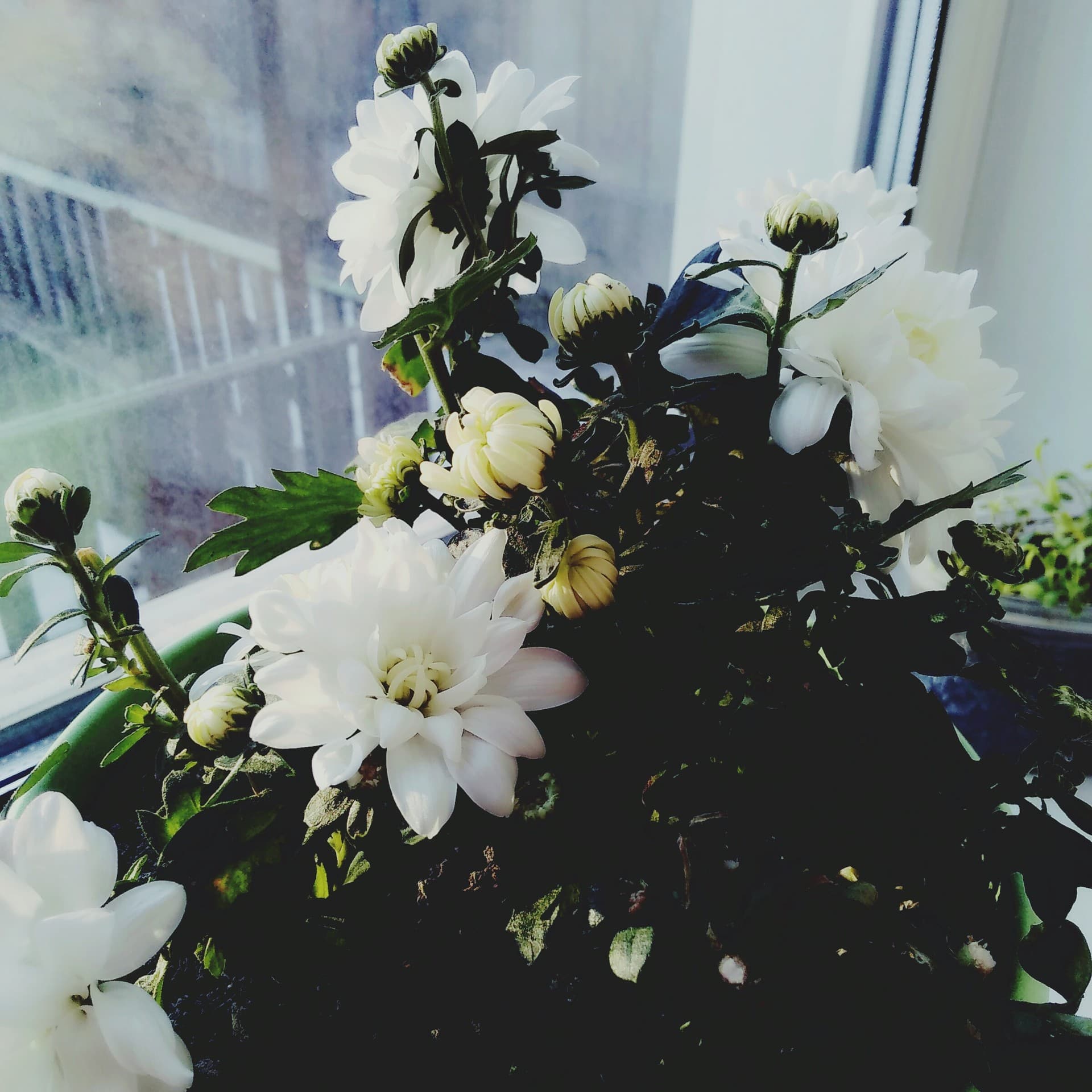 sweet chrysanthemum